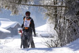 Lenk 2013